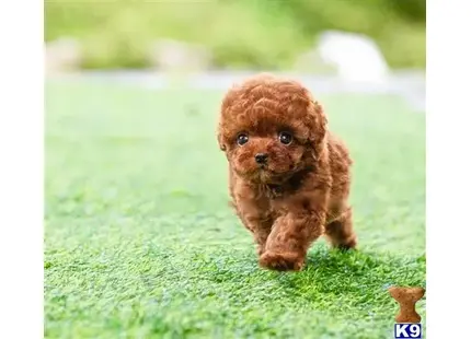 RED MALTIPOO PUPPY FOR SALE TEL.9495058192 available Maltipoo puppy located in Orange ca